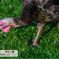 turkey